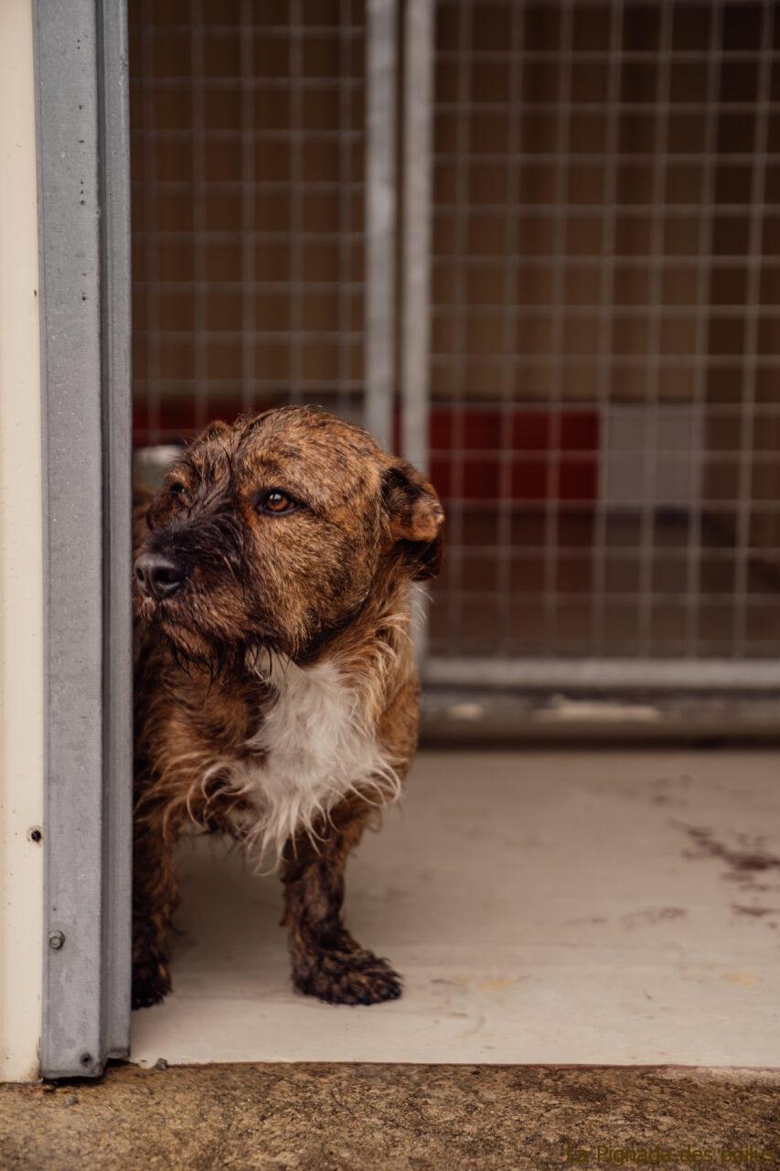 Espace élevage  Matériel pour pensions canines, les parcs à